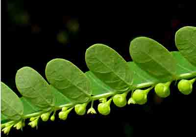 Một số tác dụng của cây Diệp Hạ Châu đắng mới được nghiên cứu